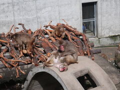 打吹公園小動物園