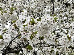 荒川岩淵関緑地の桜。