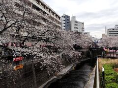 ということで、ある日の出社予定日、途中下車していつもの中目黒へ
ちなみに、この日振休の夫と子供たちでこのあたりにある豚カフェへ行ってました。ミニブタにまみれ、癒しの時間を楽しんでいました！
私はお家で仕事をして、お昼前から移動。で、中目黒つく～の10分前に同じく中目黒で桜を見終えた３人は、帰りまーす（車で）と。すれ違い…笑