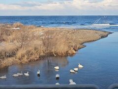 順調に走り続け森駅に着く直前、「鳥崎川」の河口にいた白鳥の群れに癒されました。