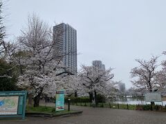 朝7時前で小雨のせいか、花見に来ている人はあまりいませんでした。
天気はイマイチですが、ゆっくり花見が出来そうです。