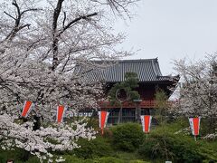 清水観音堂と桜。