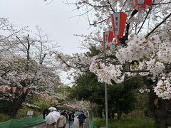 さくら通りを歩きます。
7時を過ぎ、人出が少しずつ増えてきました。