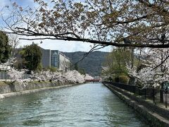 市バスを東山仁王門で降りて、仁王門通をみやこめっせ裏まで歩いて来たら、お堀端の桜も満開！