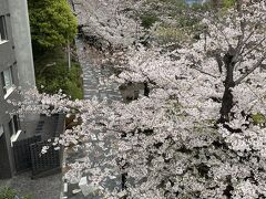 音無橋からの桜並木。