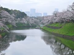 ●千鳥ヶ淵

そして今回の散策のメインスポットにして、東京都内でも有数の桜の名所である「千鳥ヶ淵」へ。
桜は既に満開なんですけども、明け方にかけて小雨も降ったようで、この曇り気味な空模様なのが玉に瑕といった感じです。