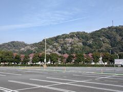 ここに来たのは５年ぶり開催の「かんばら御殿山さくらまつり」のため。遠目で見ても御殿山の桜は今が見ごろというのが見て取れます