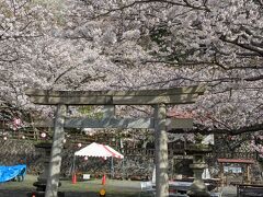 さくらまつりのメイン会場は八坂神社