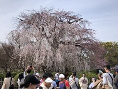 ライトアップとはまた一味違う桜の美しさ。