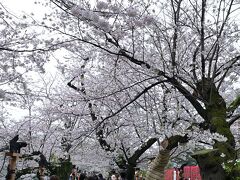 遊歩道に沿って桜並木が続いていて、周辺にはソメイヨシノを中心に約140本もの桜が植えられているそうです。
ちなみにアングルを上に向けてますが、まだ９時前にもかかわらず既にお花見客でごったがえです（自分も原因の１人ですが）。