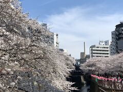 目黒川にやってきました。
統計ではここが東京一、日本一有名な桜並木だそうです。
日当りのいい木は既に葉桜になりつつありました。
来週末には散ってしまうでしょう。