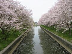 橋の上から眺めます。散り際で水面に花びらが浮いています。
堂面川桜並木、治水のために若干の枝がカットされて少し寂しくなりましたが、それでも尚美しい（４月６日）。

＊昨年の旅行記はこちら　「堂面川 桜めぐり」　https://4travel.jp/travelogue/11819558