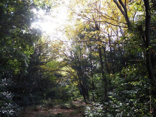 北本自然観察公園でバードウォッチング 2023年12月~2024年3月 北本自然観察公園でバードウォッチング 2023年12月~2024年3月