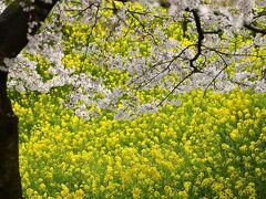 津山城の入り口には菜の花が咲く。毎年、桜との共演を見せてくれる