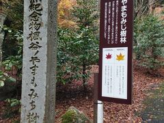 天然記念物楓谷ノやまもみじ樹林
大矢田神社境内のもみじを見に来ました。