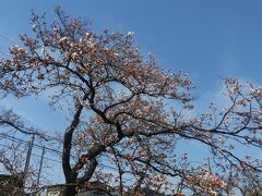 所々には五分咲きの桜。