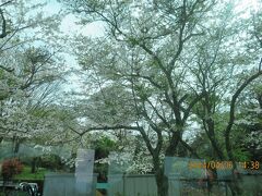 動物園前も満開でしたよ！