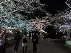 幻想的な兼六園の桜