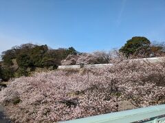 金沢城の満開の桜は圧巻です