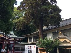 日枝神社の境内に入ると、社務所の前に大きなスギの樹がそびえていました。
根元に由来の掲示があり、市の天然記念物に指定されているとのことでした。
この辺りの地名は、清瀬の名の由来と言われている、中清戸です。
