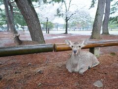 興福寺国宝館から東大寺へ。
さすがに大雨で鹿もいないな～と残念に思っていたら…いた！