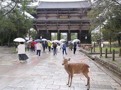 東大寺も鹿がお出迎え。