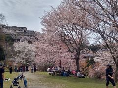 １２：４０頃　中千本
春の陽気があたたかく、桜もきれいに咲いていて、すごくいい気持ちです