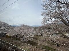 第一のポイントといえば「勝沼ぶどう郷駅」でしょう。
トンネルを抜けた瞬間に満開の桜に囲まれて乗客全員が歓声を上げます。

18きっぷシーズンなのでこの瞬間には何度か立ち会ってるんですよね。