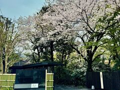 JRで来宮駅までやってきて、急坂を７、８分ほど下りていくと、ランチの目的地。
今年は桜の開花が遅かったので、期せずして熱海で満開の桜に会えました。