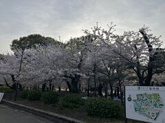 おはようございます。
今年は桜がまだ見頃なので、空港に行く前にお花見です。