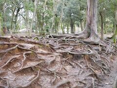 春日大社へ向かう途中の杉の木？根が露に。