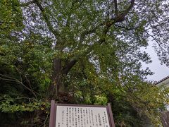 天然記念物　太夫桜。
高さは約13メートル。
エドヒガンだそうです。さすがに9月ではお花は見れないですね。
