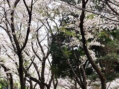 “さくらの園” エリア&#127800;