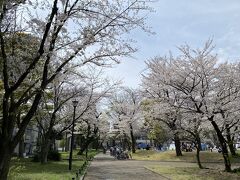 隅田公園にやって来ました。
天気も良く多くの人がブルーシートを敷いて花見を楽しんでいました。