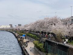 言問橋からは長く連なる桜並木を見ることが出来ます。