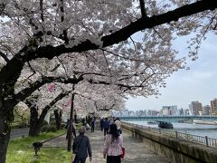 桜並木の下を歩きます。
隅田川も見えて、これまでとは違う趣を感じます。