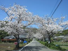 【黒崎公園】

続いて同じく大牟田市内の黒崎公園へ。
小高い丘の上が公園になっていますが、上り口付近にも満開の桜。