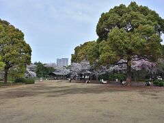 ●北の丸公園

ここで「千鳥ヶ淵」沿いから離れ、「江戸城」北の丸跡の広大な敷地に整備された「北の丸公園」中心部の芝生広場へ。
こちらにも、ところどころに桜が植えられてます。