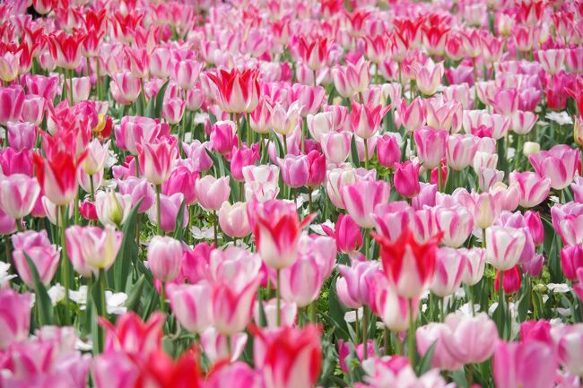 浜名湖花博 セット 3枚 浜名湖花博 コインセット 3枚 - メルカリ