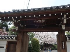 街道からきれいな桜の花が見えたのでちょっと立ち寄って見る事にしました。
常行寺という天台宗のお寺です。