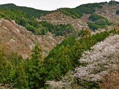 入り口を入ってすぐに展望のいい場所がある。一目千本だ。手前の桜は満開だが、中千本、上千本などに対応する所は、残念ながら咲き始めの様だ。