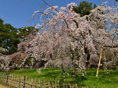 京都と吉野の桜を愛でるツアーに申し込んでいた。クラブツーリズム主催で、一泊、１人あたり4.5万円弱という手ごろなツアーである。私たちにとって主な目的地は吉野で、名古屋からの交通の便が良くなく、まだ訪ねていない場所だ。

最近桜の開花が早く、それを考慮して、吉野の桜ならこのあたりという日取りを選んだ。京都の桜には遅いかもしれないが。ところが、今年は桜の開花が遅れ、京都の桜も咲いていない場所が多かった。それでも出発直前に急に気温が上がったので、淡い希望をもって家を出た。

2024年4月１日午前８時43分。名古屋発こだま号で京都に向かった。参加者43名という人気のツアーだ。駅から観光バスで京都御苑に。何と枝垂れ桜が満開であった。枝垂れ桜は、多くの場合ソメイヨシノより少し早く咲くとされていて、御苑の枝垂れ桜は将にそうなのだ。

観光客もある程度の数が集まってきていて、皆嬉しそうだ。空が晴れ渡っているのも有難い。私たちは、あちらの桜、こちらの桜と渡り歩いて時を過ごした。

