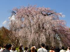 円山公園の桜は結構開花している。引き返してゆっくり鑑賞した。公園の中ほどにある祇園枝垂れ桜は満開で、皆喜んで写真を撮っていた。

この枝垂れ桜は高さ12ｍだ。昭和22年に樹齢200年余で枯れた初代の種から育った2代目である。傍に小さい木も見えるので次世代を育成しているようだ。