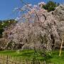 ライトアップされた東寺などの枝垂れ桜、そして平等院と吉野の文化遺産: 桜シーズンの一泊旅