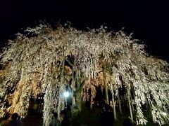 そして、坂道を登った先にあるのが「足羽神社」のしだれ桜☆
すばらしい☆

ライトアップされているので、きれい。