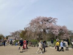 2024.4.5　金　AM10：30　円山公園
メインの枝垂れ桜は満開期を過ぎていた。