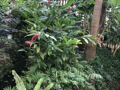 孫の練習時間の合間に夢の島探検
珍しい熱帯の植物がたくさん、とても大きいです
見ごたえ十分