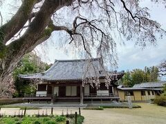 現在はお寺さん、しだれ桜が見事でした