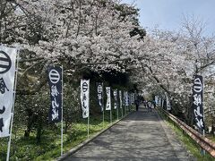 ちょうど桜の開花と重なったので、平日でしたがそこそこの人出がありました。
駐車場には誘導係の方がいて、私達が帰る頃は満車になっていて、第二駐車場を案内しているくらいでした。
到着した時はお昼時だったので公園で食事をしている人も結構いました。