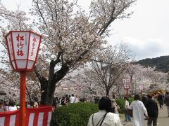 私の目的地は 境内を抜けた先の
円山公園に そびえる巨木
　